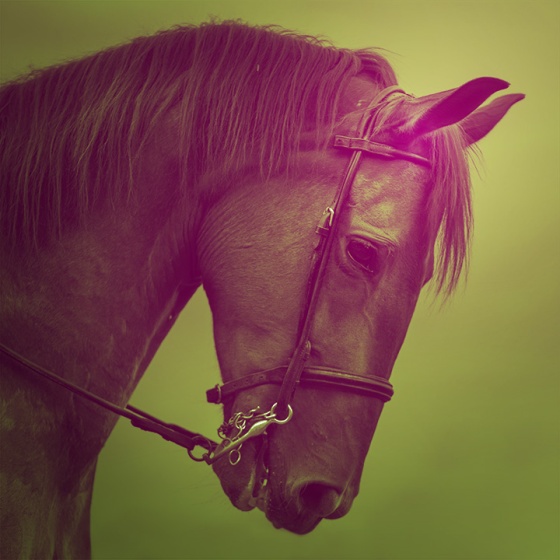 sound pack Horse